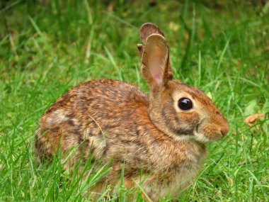 Yeşil çimenlerde oturan kahverengi tavşan