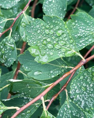 Su damlacıklarıyla kaplı yeşil yapraklar.