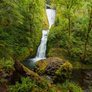 Şelaleyi çevreleyen yemyeşil orman