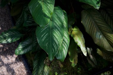 Işık ve gölge desenleri gösteren yeşil yapraklar