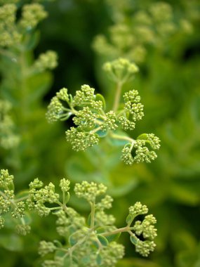 Yeşil bitki yapraklarının yakın görüntüsü