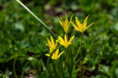 Yeşil çimenlerde açan parlak sarı çiçekler.