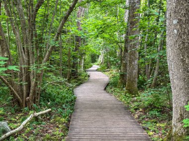 Odun yol yemyeşil orman boyunca