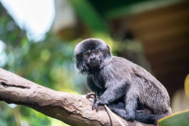 Maymunun tropikal ortamda dalda otururken çekilmiş siyah beyaz fotoğrafı