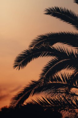 Gün batımına karşı siluetli palmiye yaprakları