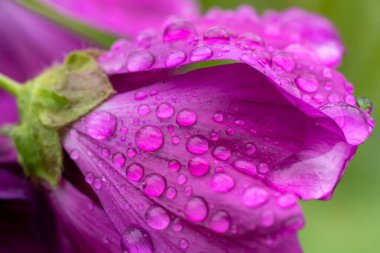 Damlacıklı pembe çiçek yapraklarını kapat.