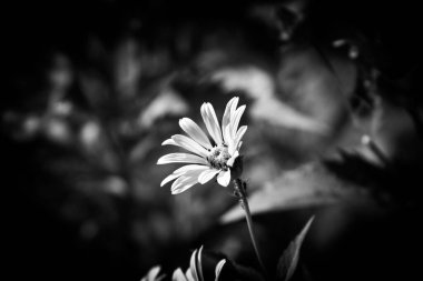 Hassas yapraklı, bulanık arkaplanlı çiçeğin siyah beyaz fotoğrafı