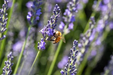 Arı, çiçek açan lavanta çiçeklerinden polen topluyor.