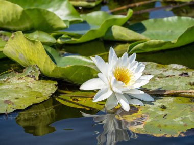 Beyaz nilüferler yeşil yapraklarla çevrili sakin su yüzeyinde çiçek açarlar.