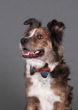 Stüdyoda gri arka planı olan tatlı melez bir köpek.