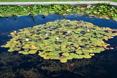 Lily pedleri sakin su yüzeyinde yüzüyor..
