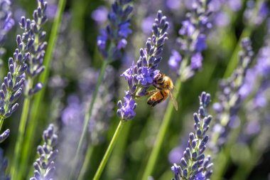 Bahçedeki lavanta çiçeklerinin etrafında uçuşan arı.