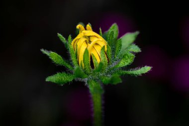 Bitki üzerinde büyüyen sarı çiçek tomurcuğu.