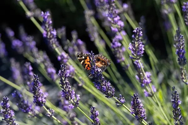 Güneş ışığında canlı mor lavanta çiçeklerinin üzerinde dinlenen kelebeğin yakın çekimi