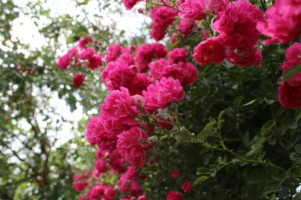 Parlak Pembe Tırmanan Güller 'den bereketli Bush