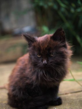 Fluffy brown cat sitting on wooden surface outdoors