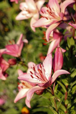 Pink lilies blooming among green leaves in garden