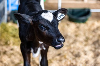 Kulak Etiketli Siyah ve Beyaz Baldırın Yakın Çekimi