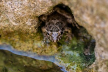 Bir kurbağanın yakın plan çekimi Kayanın yakınındaki bir delikte saklanıyor