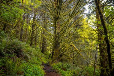 Eğreltiotlarıyla yosun kaplı ılıman yağmur ormanlarında yürüyüş patikası