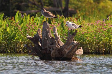 Üç Martı ya da Suyun İçindeki Ölü Ağaç Damlasına Tünemiş Shorebird