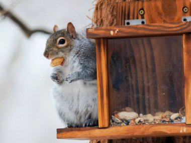 Gri Sincap Tahta Kuş Yemi Üzerinde Kraker Yiyor