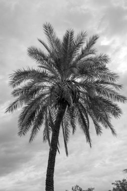 Siyah ve Beyaz, Bulutlu Gökyüzüne Karşı Bir Palmiye Ağacı Görüş Açısı