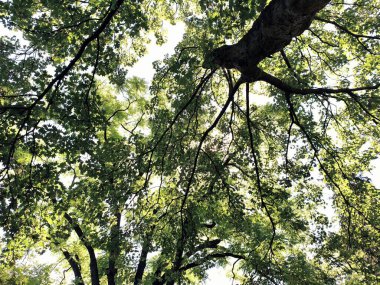 Yeşil ağaç dallarına bakıyorum.