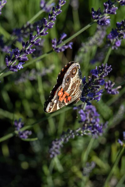 American Painted Lady Butterfly on Purple Lavender Flowers