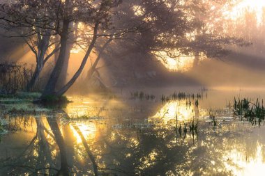 Sisli göl ağaçları ve güneş ışığını yansıtıyor.