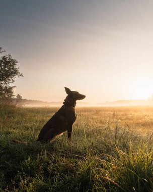 Köpek silueti Gün doğumunda Otlak Tarlasında oturuyor