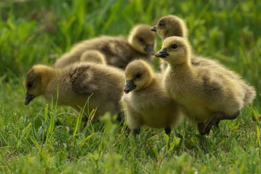 Yeşil Çimlerde Duran Yumuşak Goslings Grubu