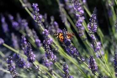 Mor bir lavanta çiçeğinin üzerinde dinlenen parlak renkli Boyalı Bayan Kelebeğin yakın çekimi.