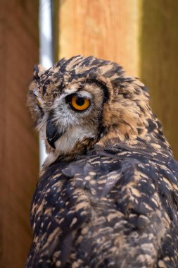 Baykuş çarpıcı turuncu gözlerle geriye bakıyor