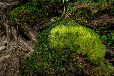 Doğada ağaç gövdesinde yetişen yeşil yosun.