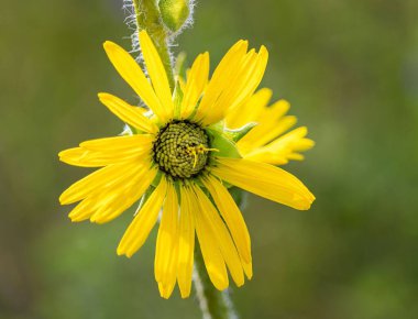 Doğada açan parlak sarı çiçek.