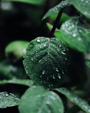 Green leaf covered with water droplets