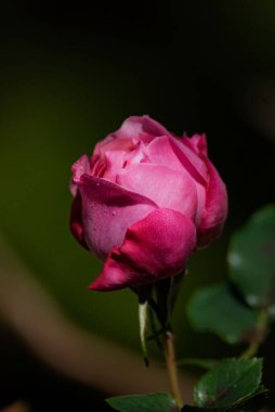 Yeşil yapraklarla çevrili pembe gül goncası.