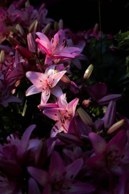 Pembe yapraklı renkli çiçekler ve koyu arkaplanda yeşil yapraklar.