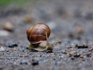 Kahverengi salyangoz, nemli zeminde, dağınık kayalarla sürünüyor.