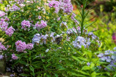 Pembe ve mor renkli çiçekler yemyeşil bir bahçede çiçek açıyor.