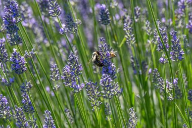 Parlak, yemyeşil bahçedeki lavanta çiçeklerinden nektar toplayan arıya yakın çekim