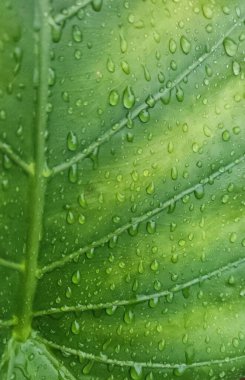 Su damlacıklarıyla kaplı yeşil yaprağın yakın görüntüsü doku ve ayrıntıları gösteriyor