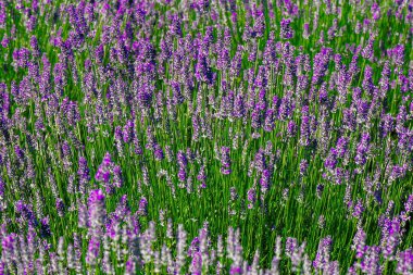 Yeşil çimenlerde yetişen mor lavanta çiçekleri.