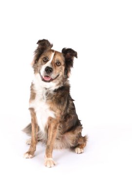 Kahverengi ve beyaz köpek beyaz arka planda mutlu görünüyorlar.