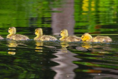 Dört ördek yavrusu yeşil yapraklarla çevrili sakin, yansıtıcı bir gölette birlikte yüzüyor.