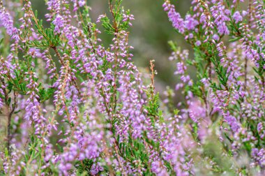 Yeşil bitkilerin üzerinde açan küçük pembe çiçek kümeleri.