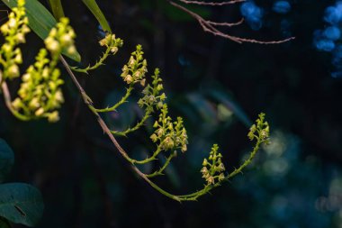 Delicate green flowers blooming on slender branches outdoors