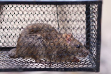 Tel örgülerin içindeki küçük kahverengi kemirgen.