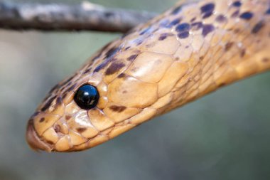 Yılan başı, dal üzerinde dinleniyor.